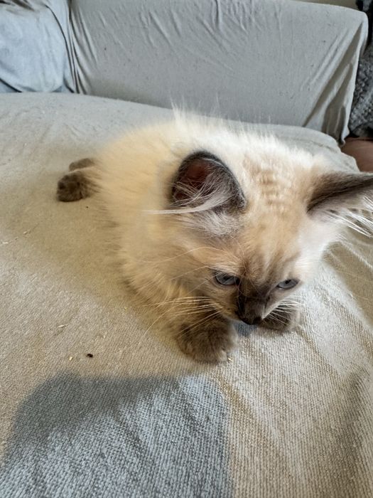Kocurek Ragdoll seal point - gotowy do odbioru