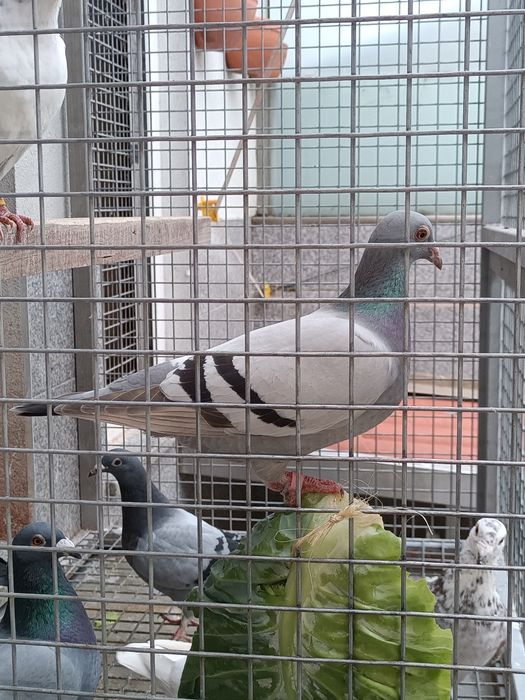 Pombos correios 2026