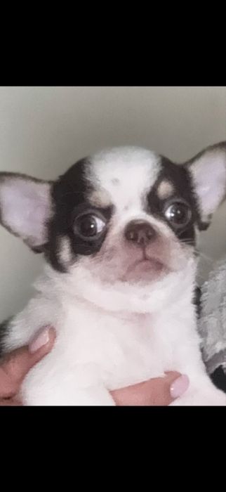 Хлопчик чіхуахуа