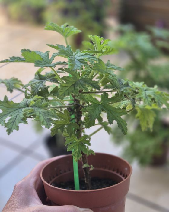 Geranium / anginka