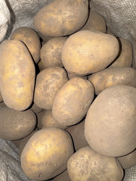 Продається домашня картопля з доставкою