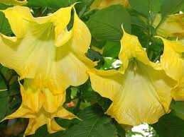 Бругмансия желтая, розовая и белая