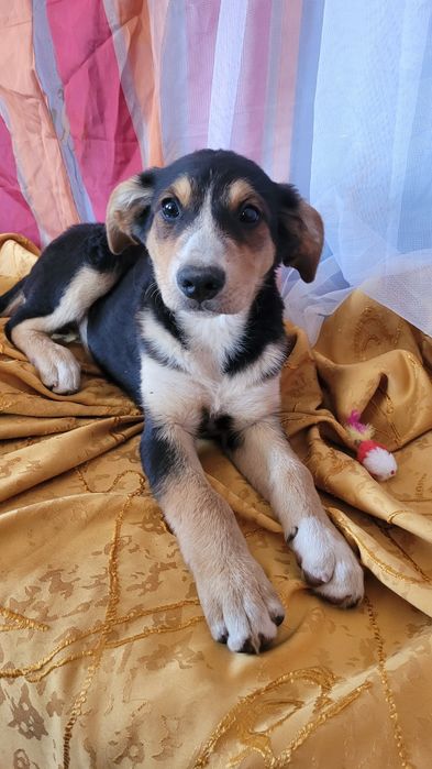 Щенки метисы от породистых родителей