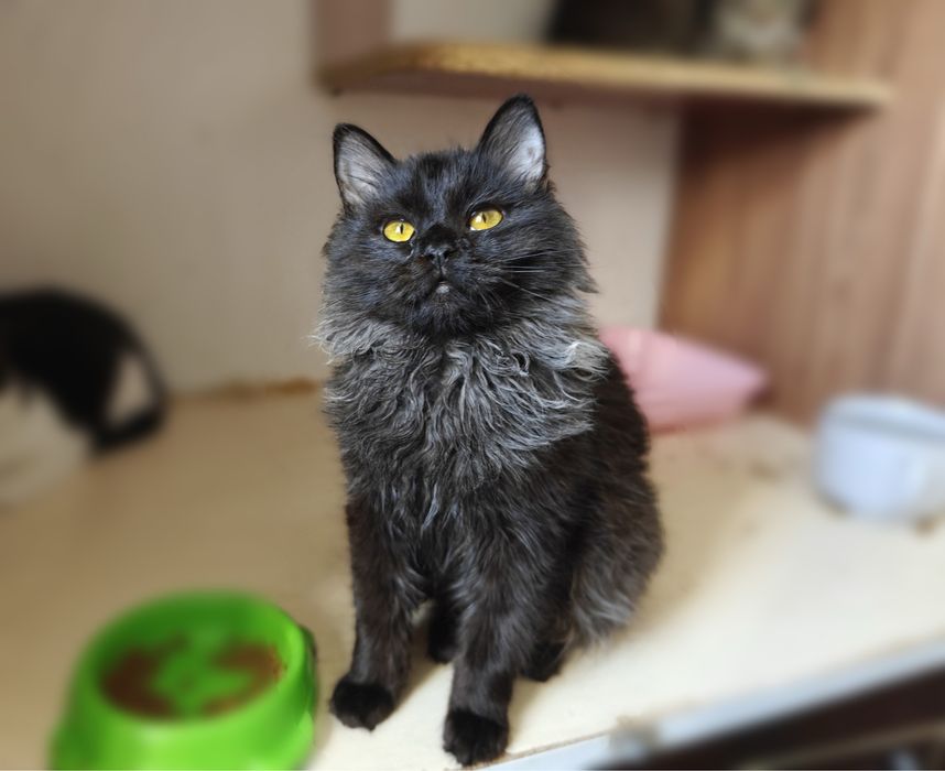 Чудовий Кай шукає родину.Кошеня.6 міс.. Стерилізований.Кіт