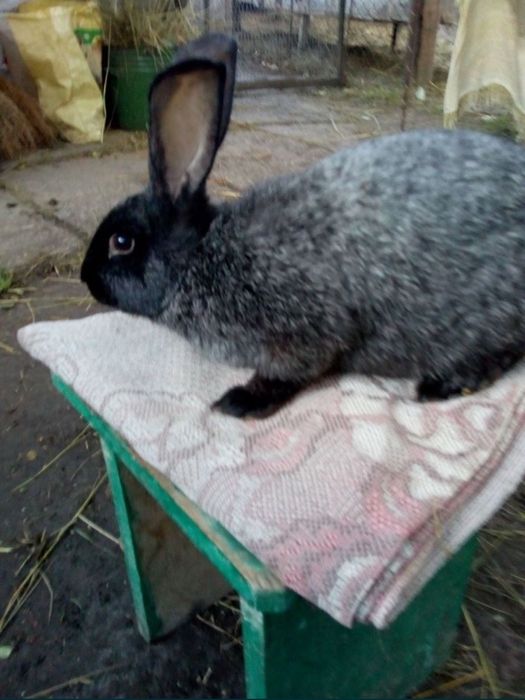 Вхідні дерев'яні двері