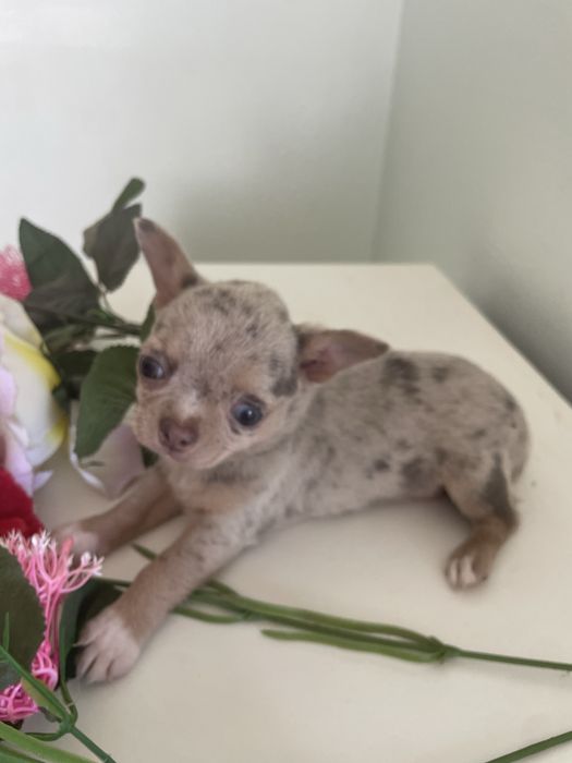 Chihuahua  femea   excelente merle chocolate