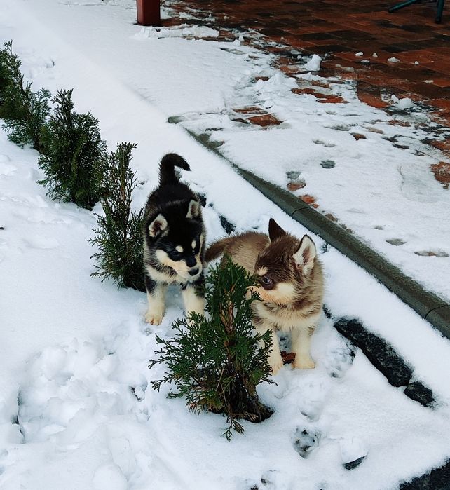 Маю хаскі цікавого кольору