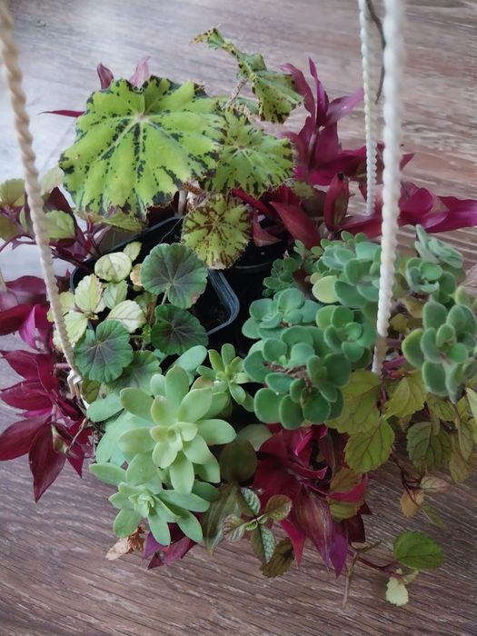 Набор рослин 8 шт.пеларгонія,бегонія,традесканция,піперомія,пілея