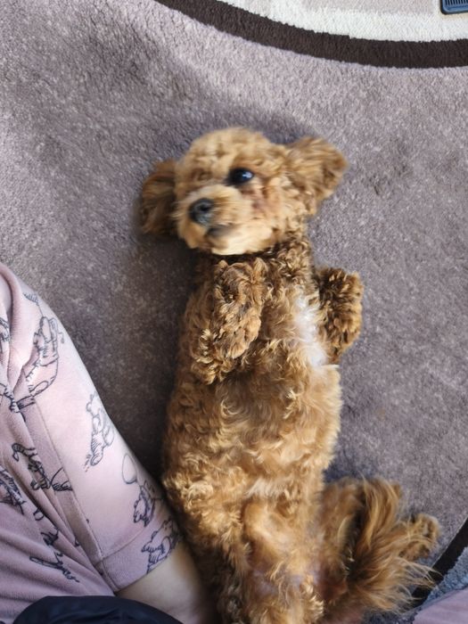 Дівчинка той пуделя 7,5 міс.