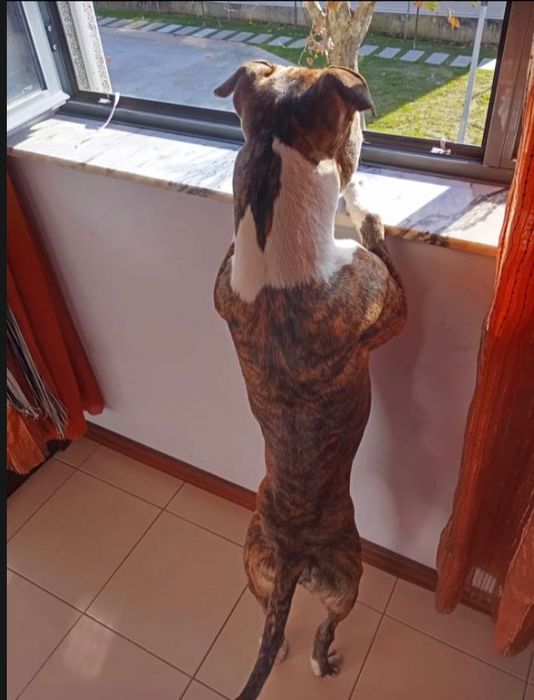 Adoção Responsável - Cão