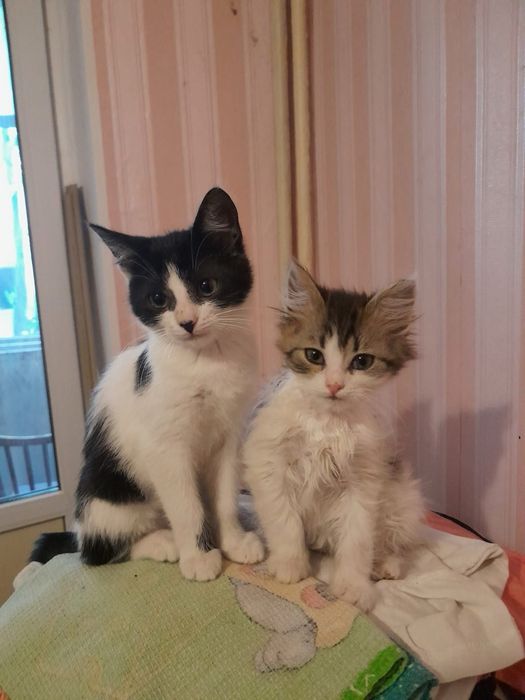 Котенята шукають сімʼї