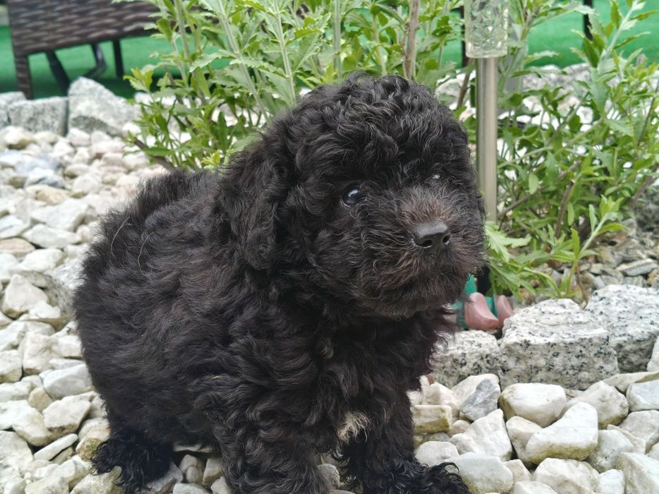 Maltipoo piesek czarny z metryką