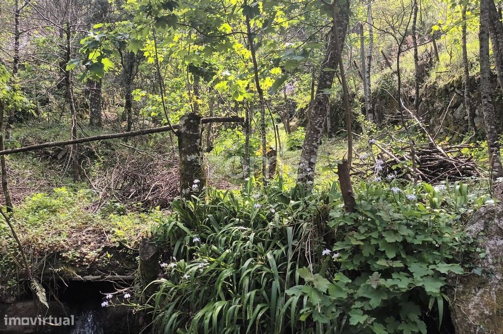 Terreno Rustico em Vieira do Minho