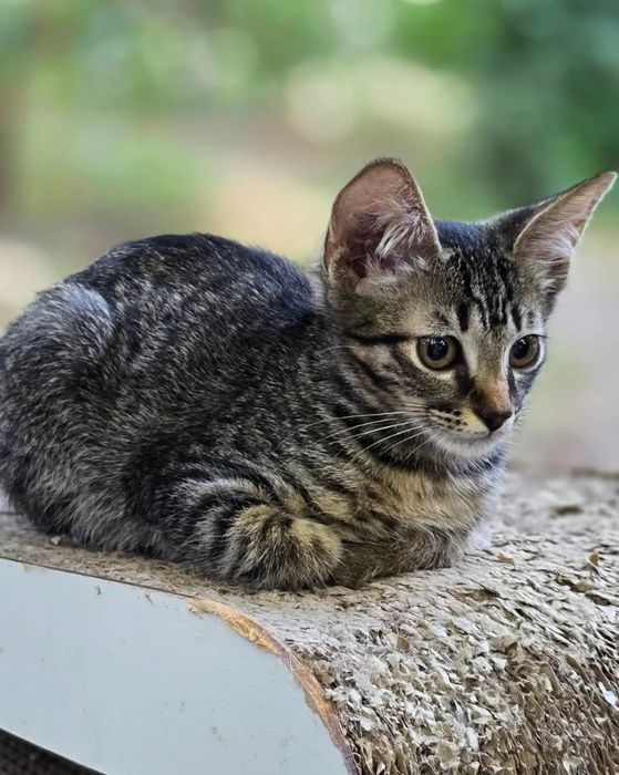 Тигровый котенок мальчик бесплатно