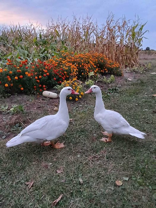 Індокачки . Молодь на племя 2025  .Німецької  та французської селекції