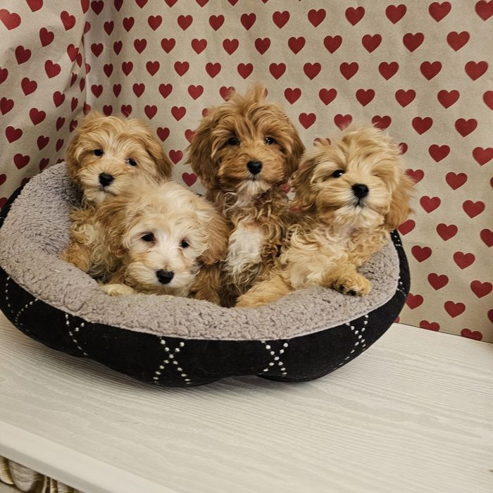 Хлопчики і дівчятка мальтипу від 15 т гр