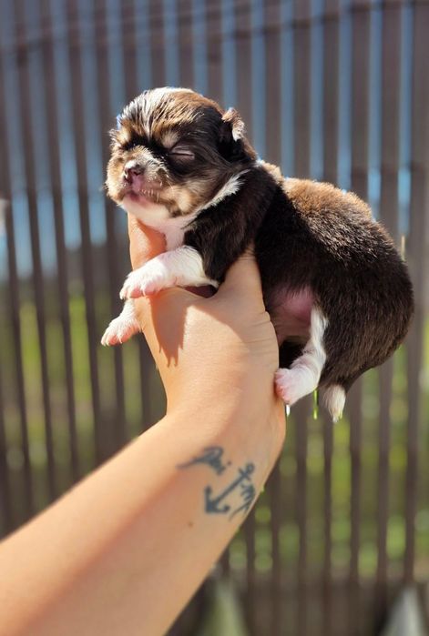 Maravilhosos! Chihuahua Pêlo Comprido