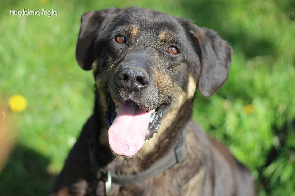 Kawa - cudowna i wiecznie uśmiechnięta dama szuka nowego domu - 136/25