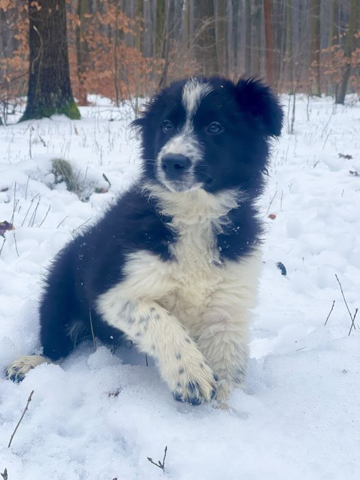 Border Collie piesek