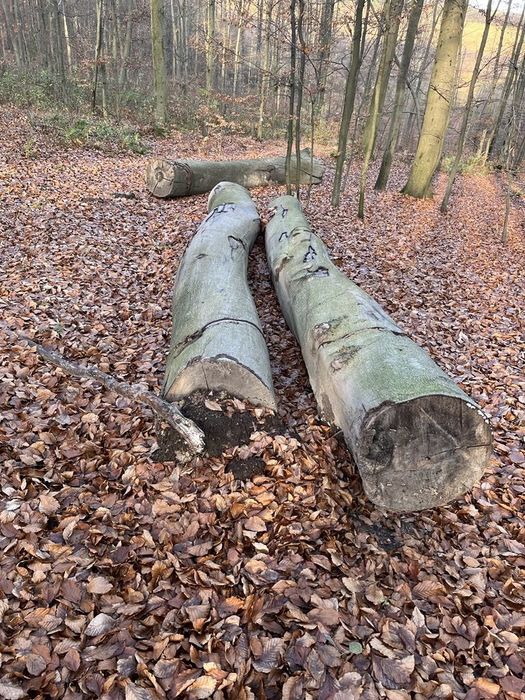 Drewno kominkowe (grab, buk itp.)