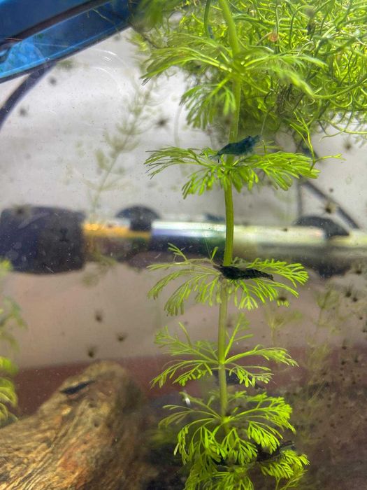 Camarões Neocaridina