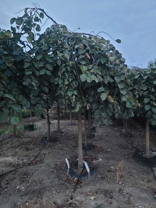 Duże drzewa do 5m Sosna Świerk Jodła Liściaste Dostawa sadzenie