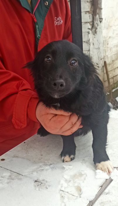 Цуценята 6 місяціа