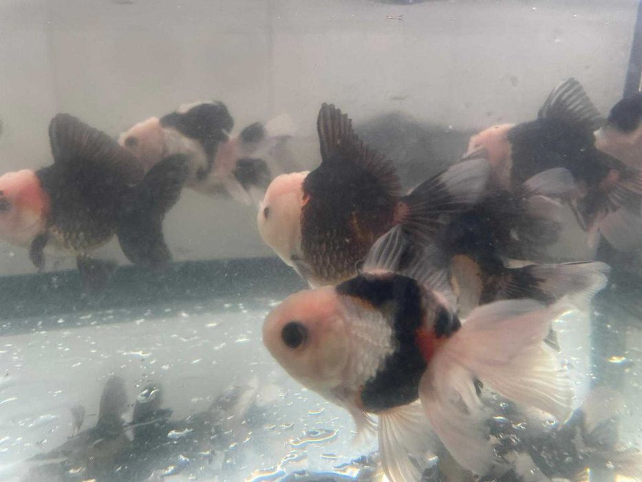 Oranda Panda 8cm