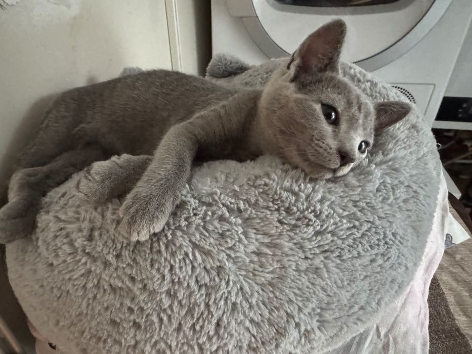 Kotka rosyjska niebieska