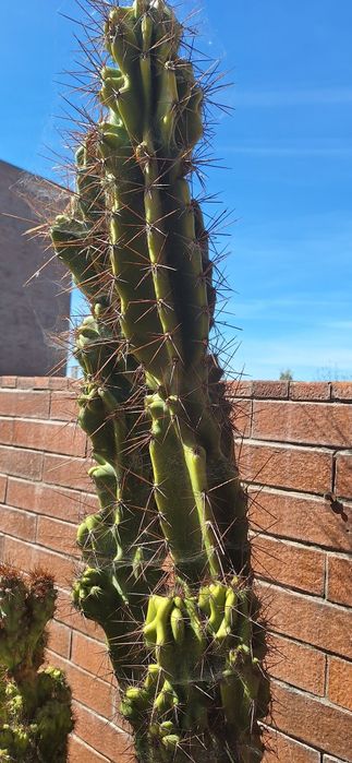 Vaso planta  Cato grande com 1,80 m altura