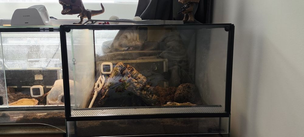 Lasiodora parahybana pająk ptasznik