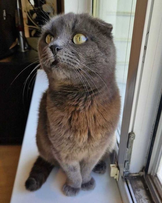 Шотландская вислоушка кошечка Мася ищет свою семью!