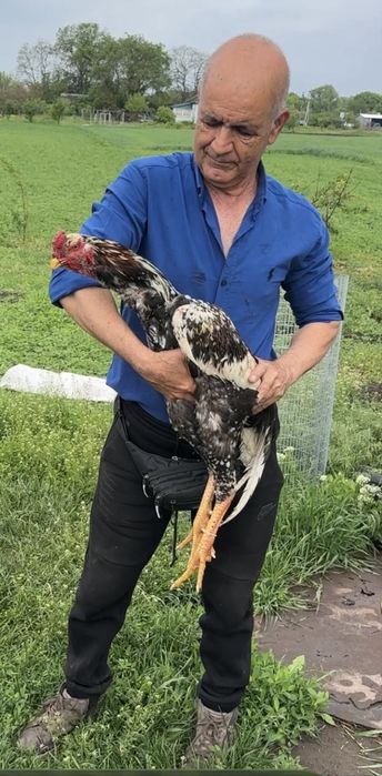 Кури и Петухи  О.Шамо продаю