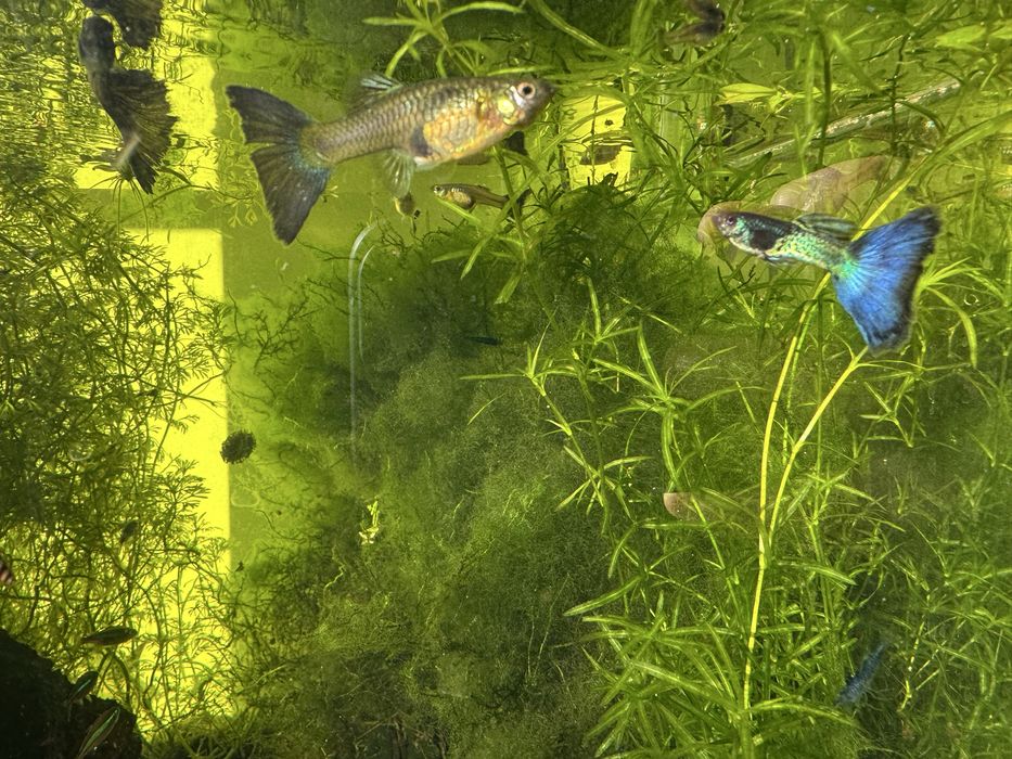 Guppies Blue Metal Snakeskin - Trio(MFF)