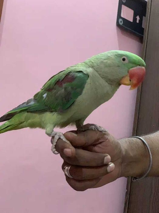 Ring neck bebê,domésticaddo, selvagem