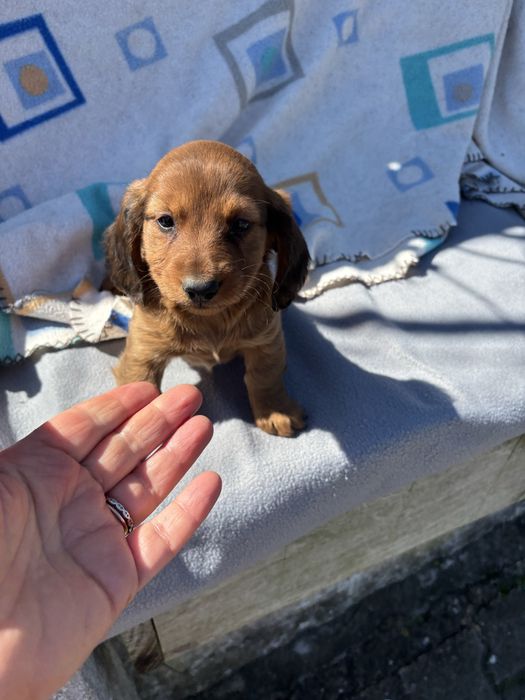 Teckel femea  de pelo comprido miniatura