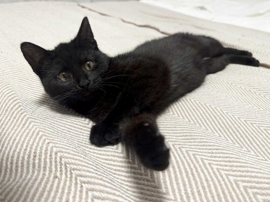 4-miesięczna Luna szuka odpowiedzialnego domu