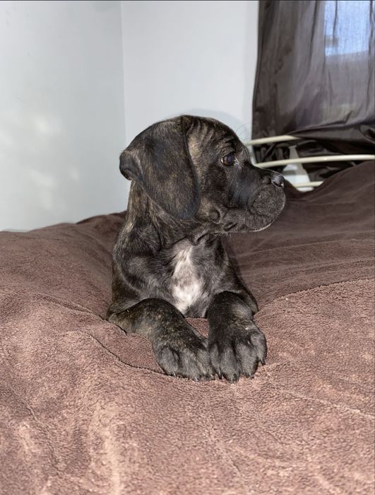 Срочно! Щенки кане корсо-Американский буль