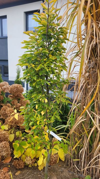 Grab Fascigiata - duże okazy