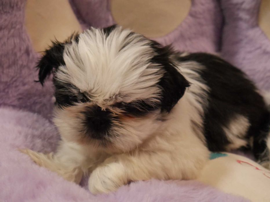 SHIH TZU -Mini Piesek