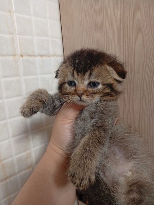Скоттиш фолд девочка
