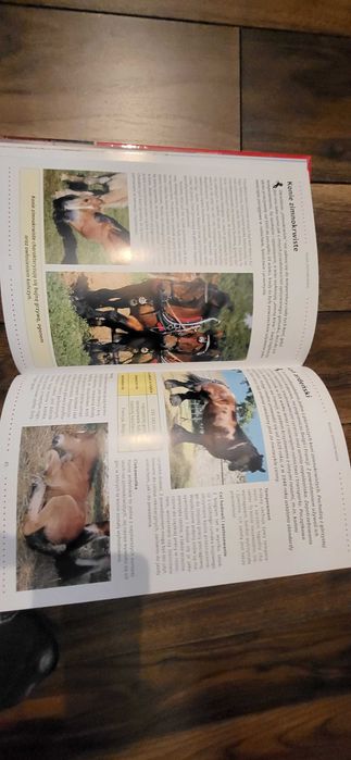 Konie. Biblioteka wiedzy.