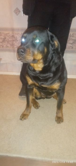 Ротвейлер девочка ищет мальчика срочно