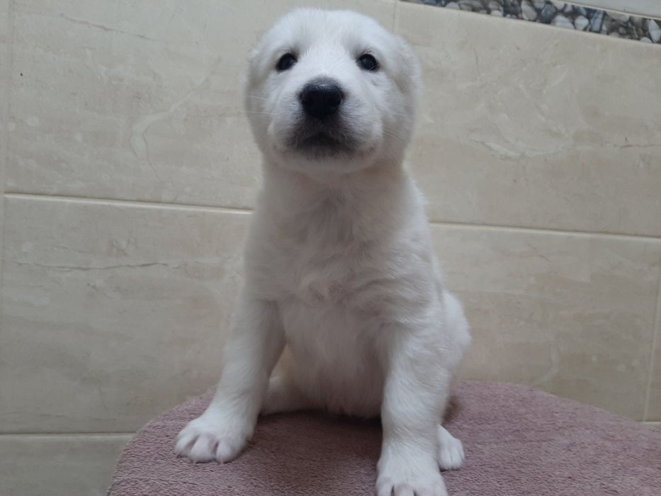 Шинки алабай САО