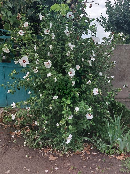 Продам чотирирічні саджанці  гібіскуса