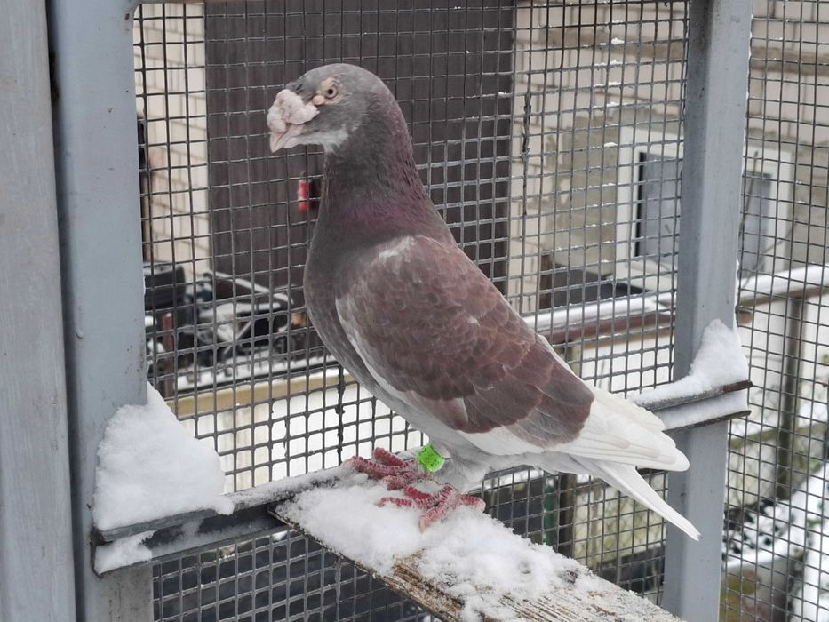 gołębie     staropolskie