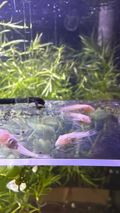 Ancistrus Albinos (Limpa fundos)
