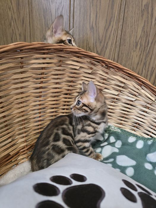 Бенгальські  кошенята з документами з офіційного розплідника кошеня бенгал