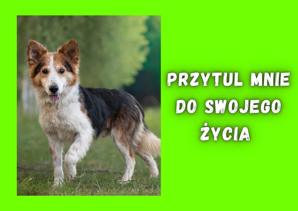 YUNI - marzy o nowym domu i rodzinie
