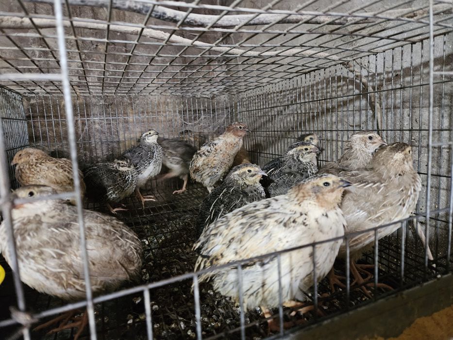 Codornizes japonicas